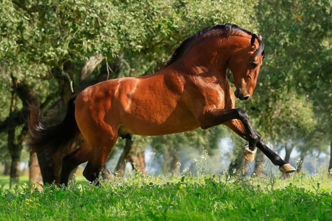 Jornal do Fundão - Idanha-a-Nova vai promover cavalo lusitano e dinamizar centro hípico